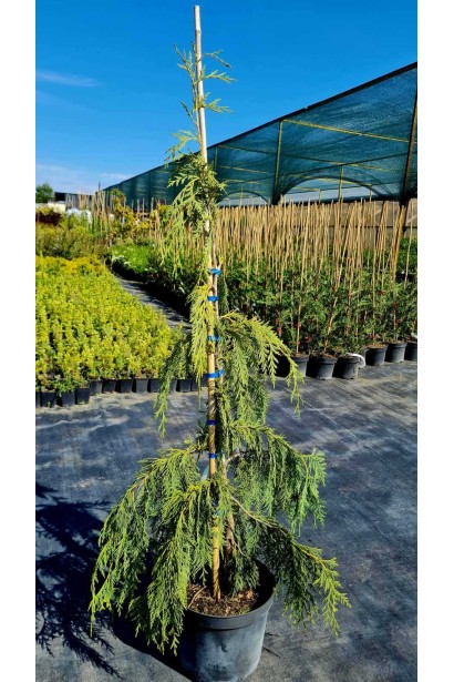 Кипарисовик нутканский Джубили  - 12л/вис.140-150см/Ø30-40см